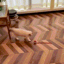 Bola Elétrica Master Play Cats & Dogs | Ação e Diversão Sem Limites Para o Seu Pet!