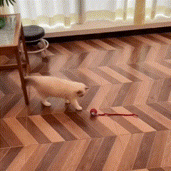 Bola Elétrica Master Play Cats & Dogs | Ação e Diversão Sem Limites Para o Seu Pet!