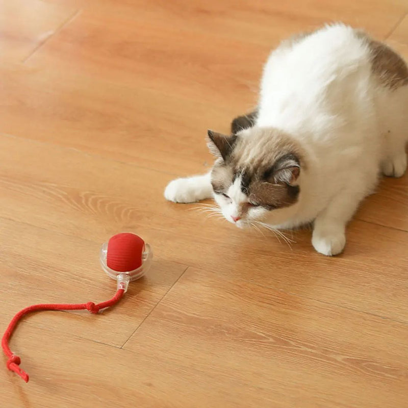 Bola Elétrica Master Play Cats & Dogs | Ação e Diversão Sem Limites Para o Seu Pet!