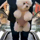 Mochila Pet Care Canguru |Conexão Emocional e Segurança Durante os Passeios!