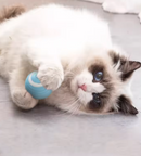 Bola Elétrica Magic Ball For Cats & Dogs | A Diversão Que Seu Pet Merece!