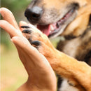 Hidratante Pet Mimo Skin Care | Conforto a Cada Passo!