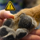 Hidratante Pet Mimo Skin Care | Conforto a Cada Passo!