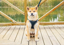 Peitoral Chest Harness for Dogs & Cats |Passeio Seguro e Confortável!