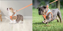 Peitoral Chest Harness for Dogs & Cats |Passeio Seguro e Confortável!