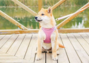 Peitoral Chest Harness for Dogs & Cats |Passeio Seguro e Confortável!