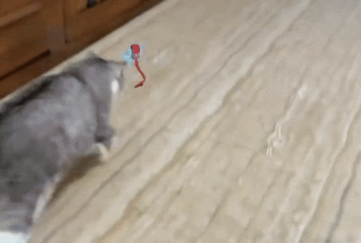 InteractiveBall Happy Cat| Atividade e Diversão Contínua para seu Gatinho!